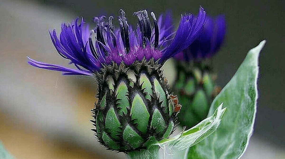 Thistle Veil
