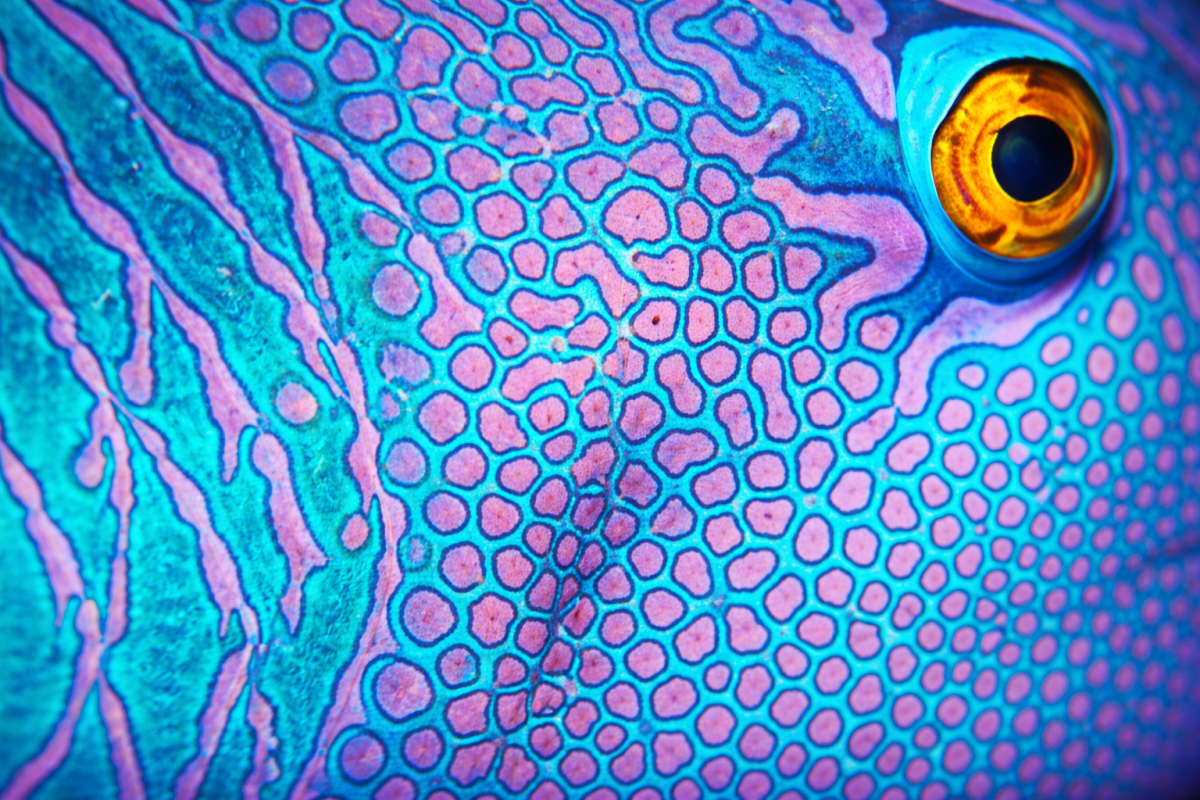 Iridescent Skin