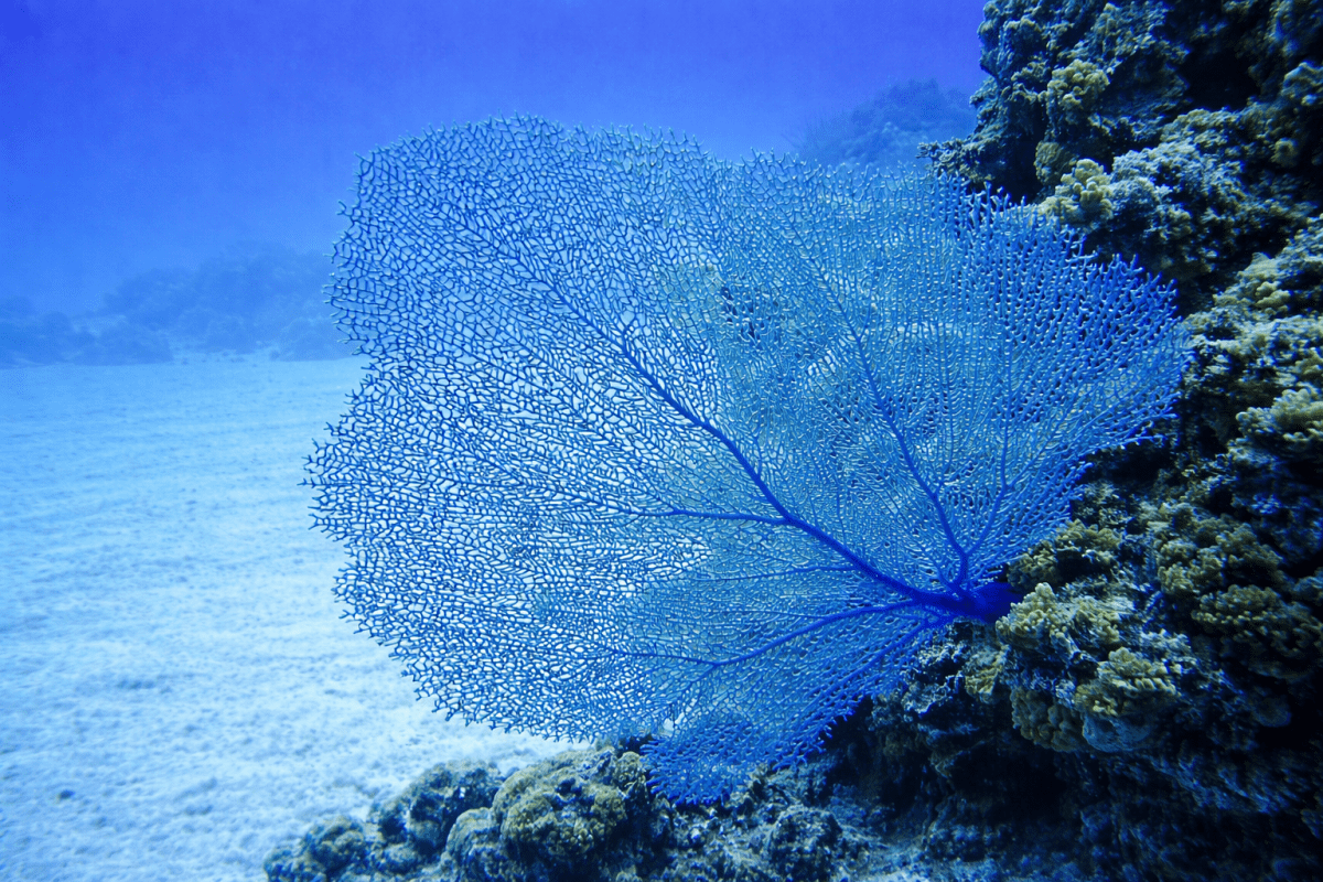 Tidal Veil Ii