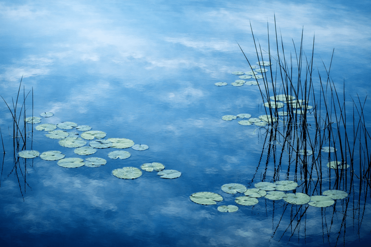 Reflective Lotus Passage