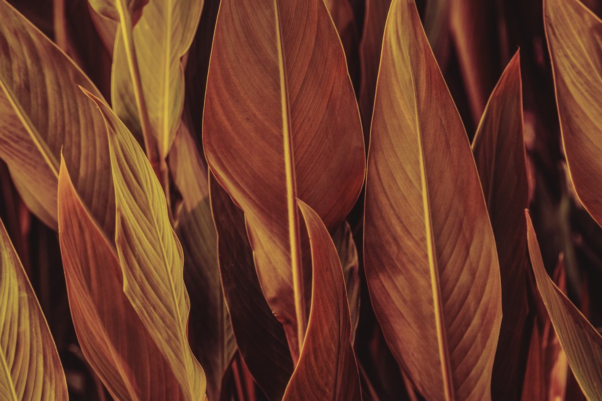 Coppered Foliage Ballet