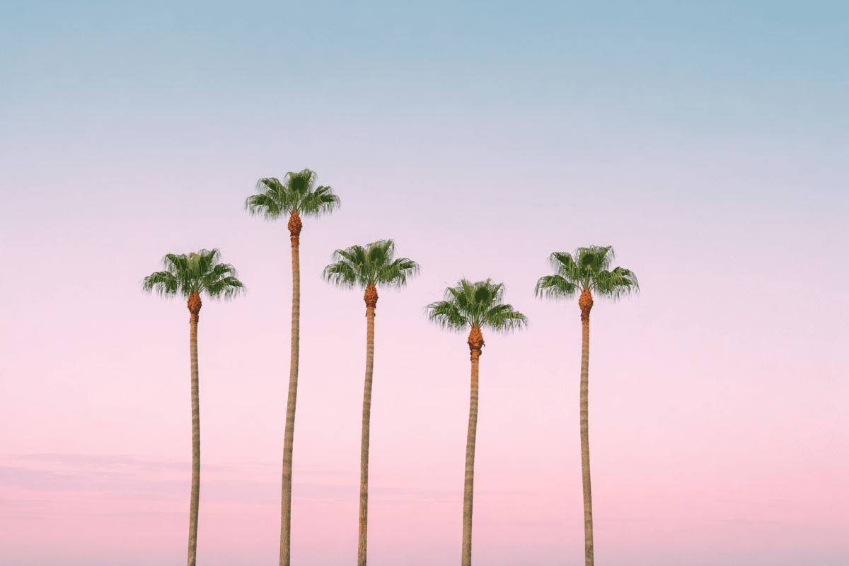 Palmetto Mirage