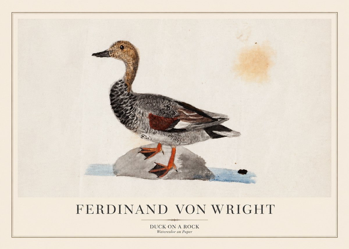 Ferdinand von Wright Duck on a Rock No1 - Plakát