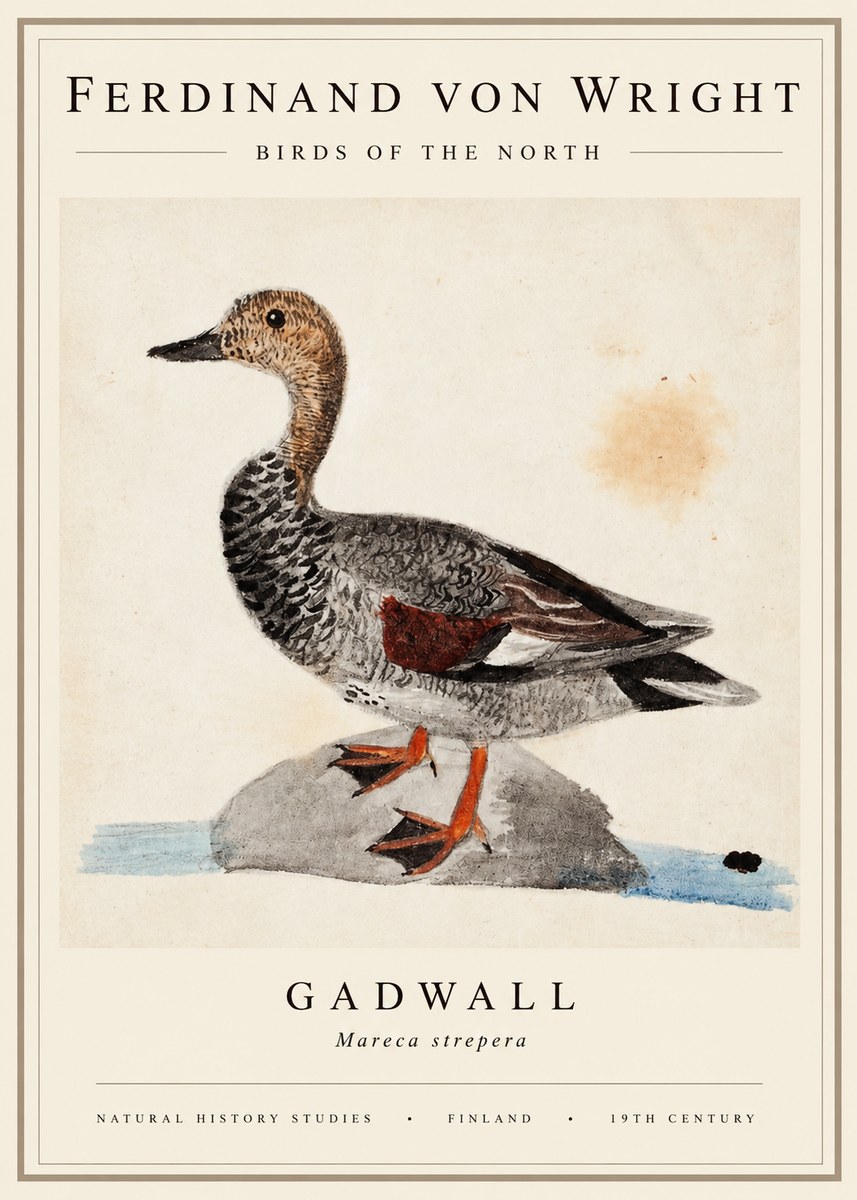 Ferdinand von Wright Duck on a Rock No3 - Plakát