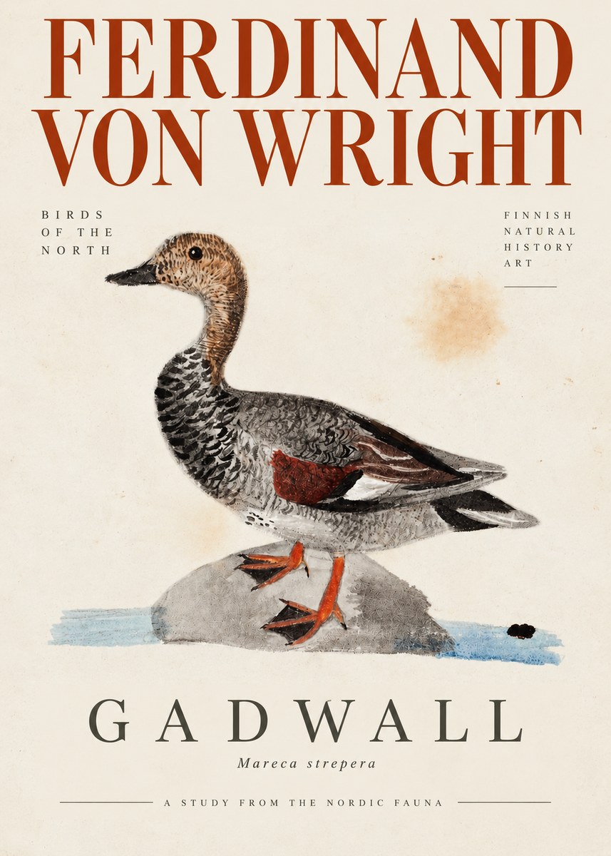 Ferdinand von Wright Duck on a Rock No4 - Plakát