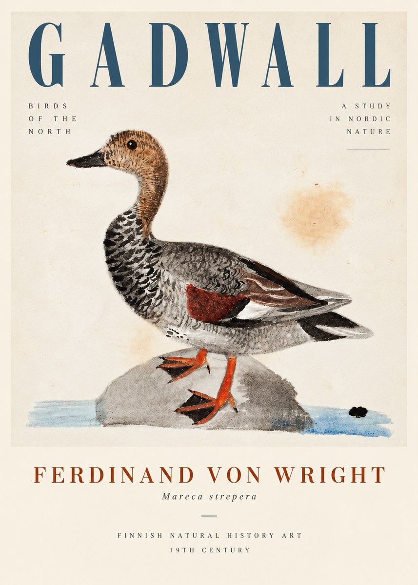 Ferdinand von Wright Duck on a Rock No5 - Plakát