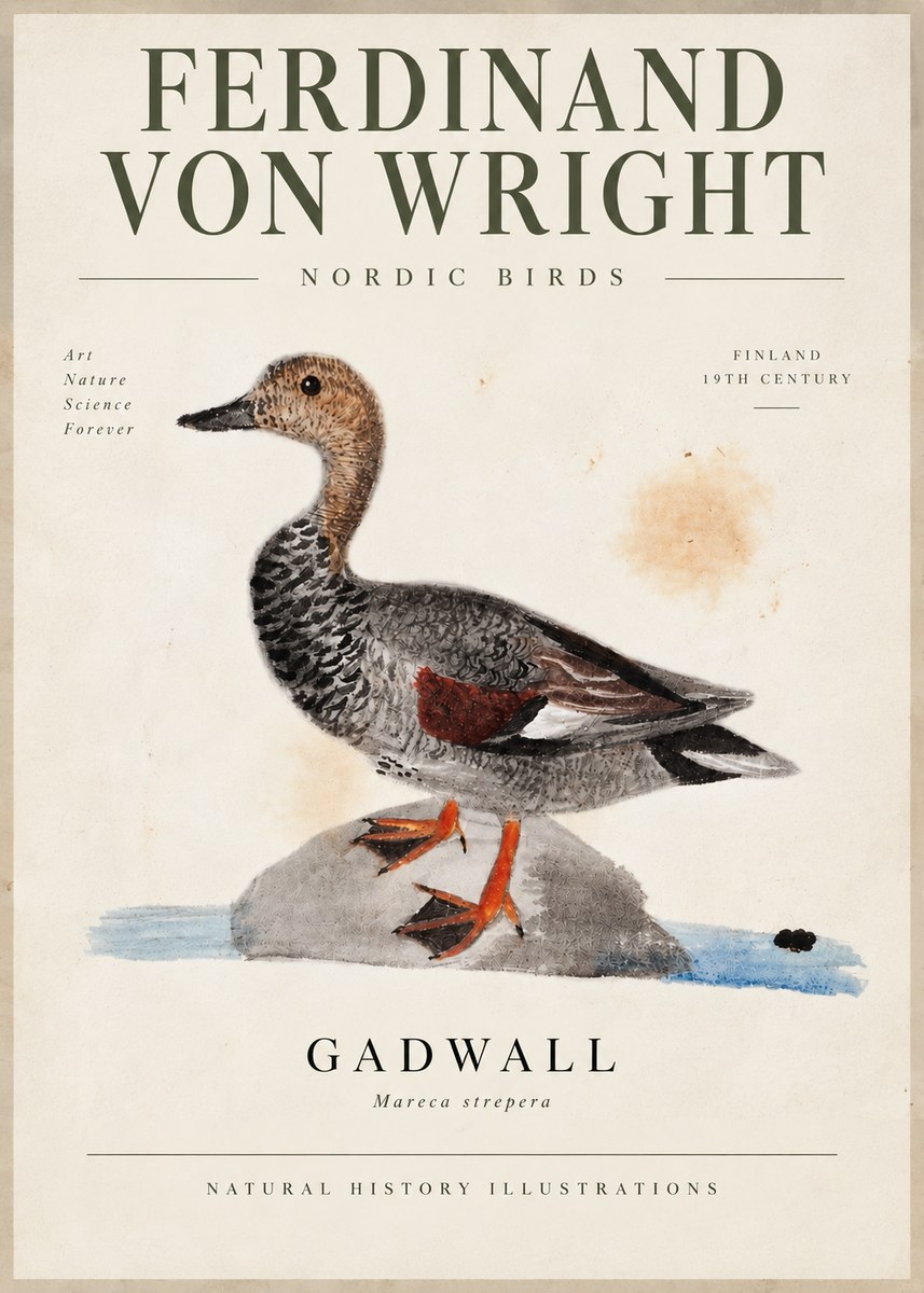 Ferdinand von Wright Duck on a Rock No6 - Plakát