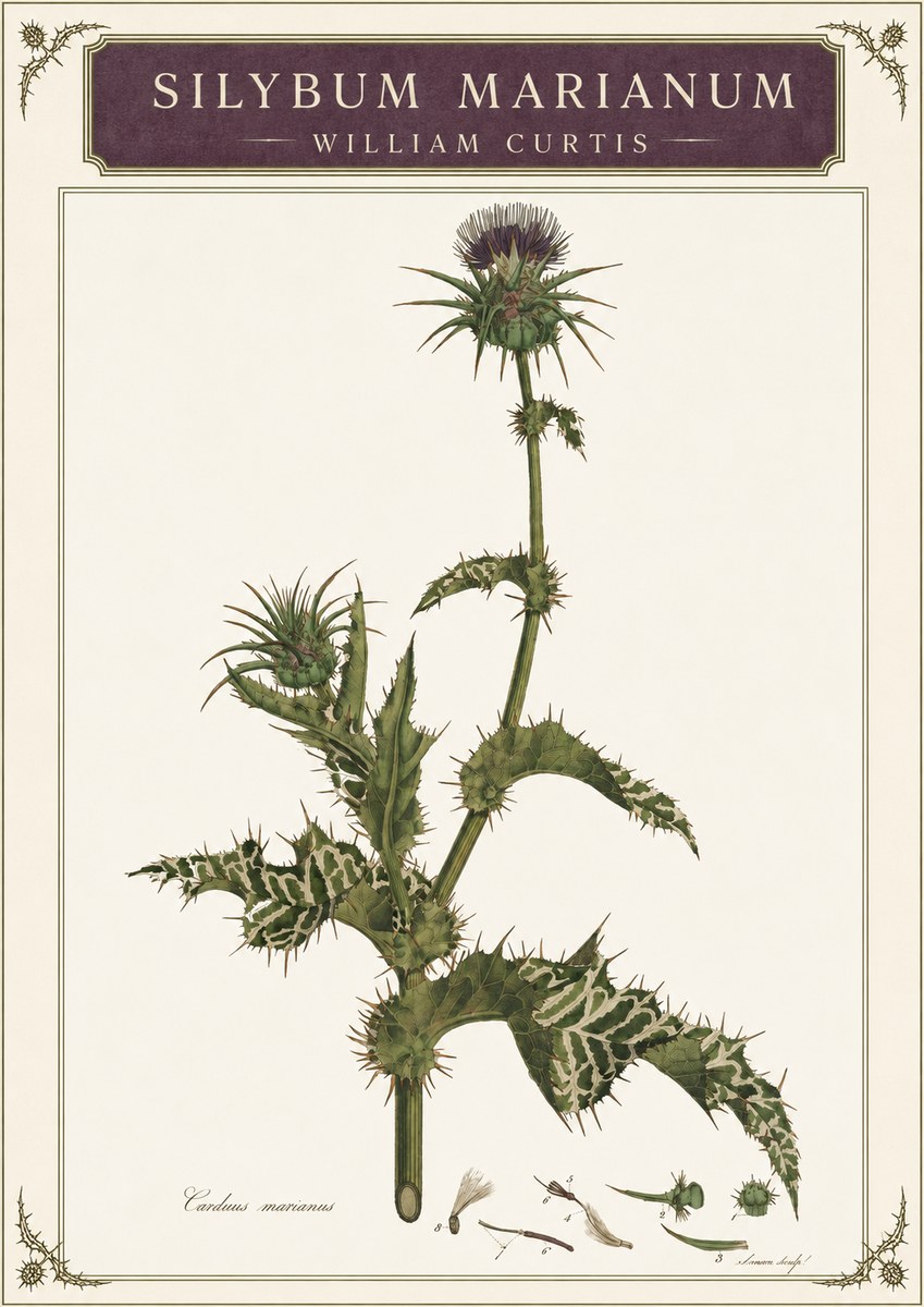 William Curtis Silybum Marianum No3 - Plakát