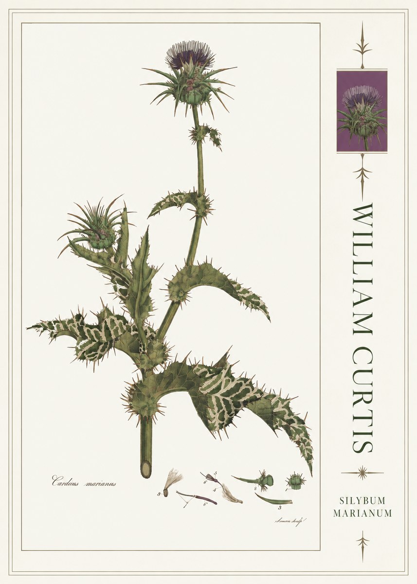 William Curtis Silybum Marianum No4 - Plakát