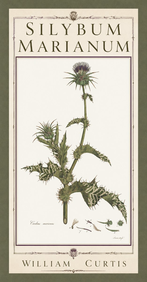 William Curtis Silybum Marianum No5 - Plakát