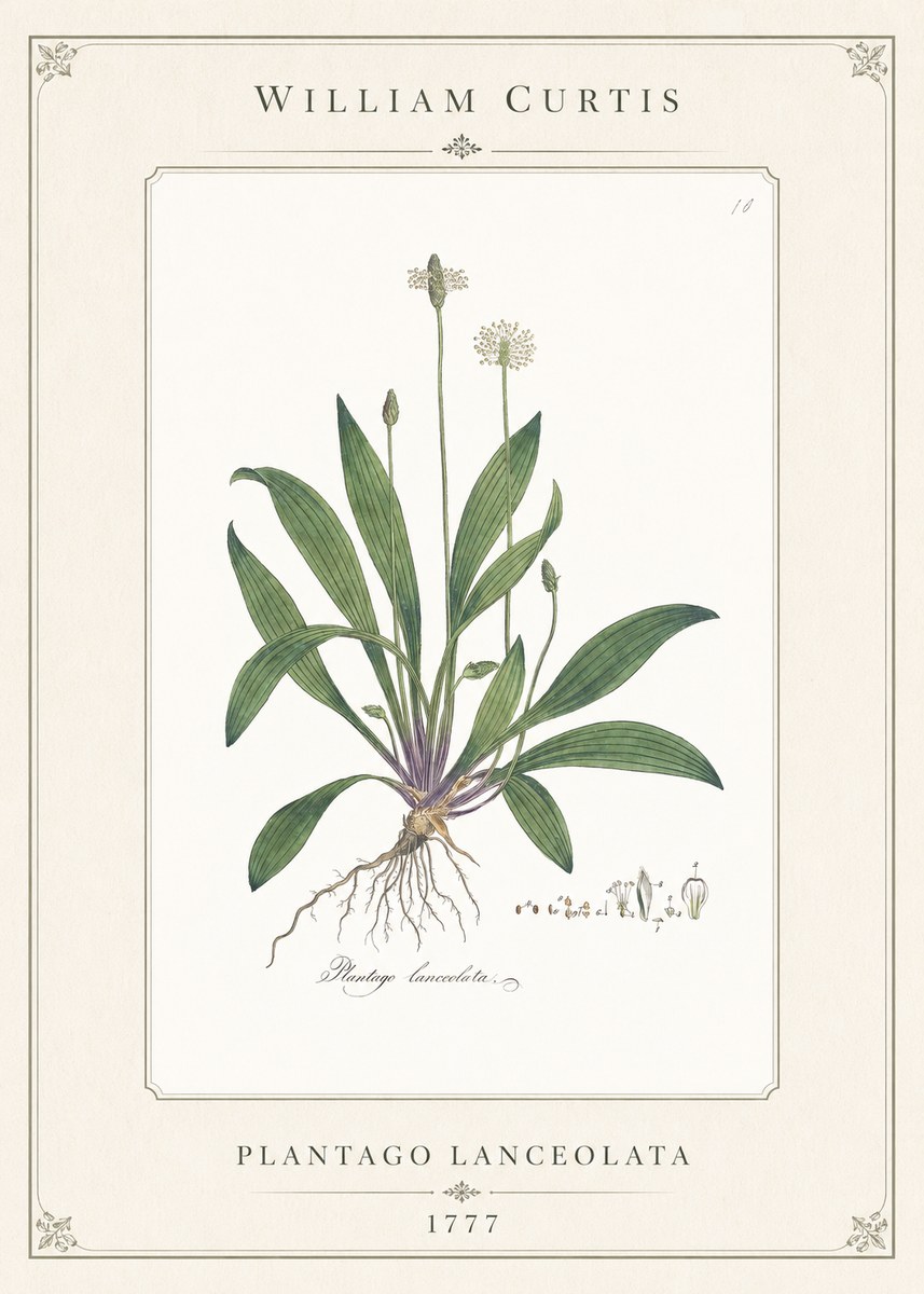 William Curtis Plantago Lanceolata I No1 - Plakát