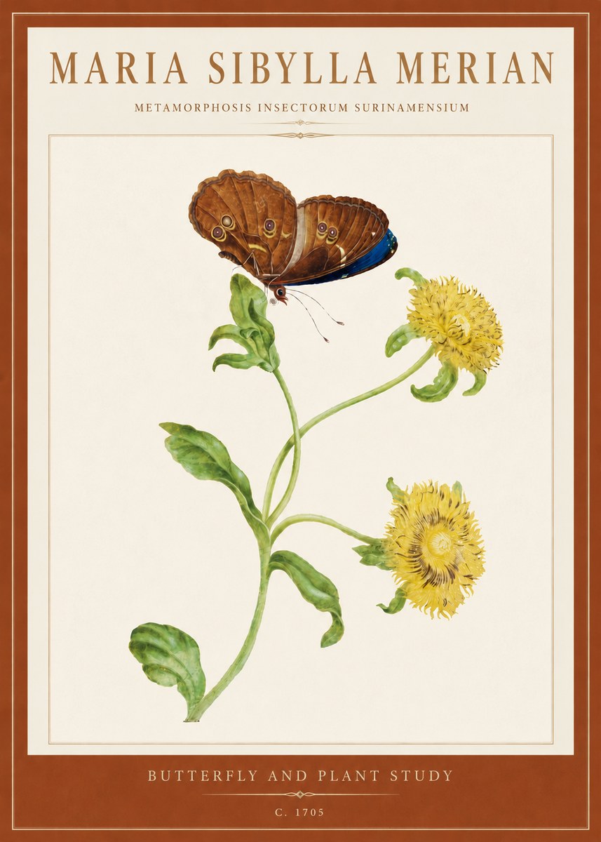 Maria Sibylla Merian Butterfly and Plant Study No5 - Plakát