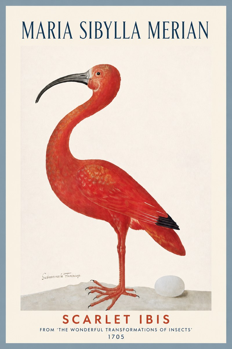 Maria Sibylla Merian Scarlet Ibis No2 - Plakát