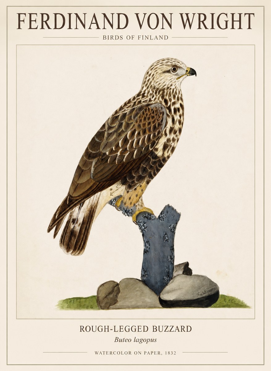 Ferdinand von Wright Rough-legged Buzzard No1 - Plakát