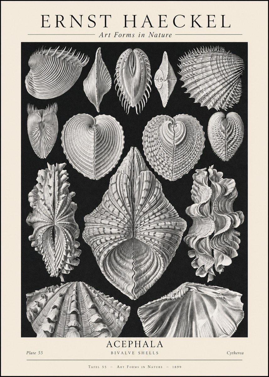 Ernst Haeckel Acephala — Brachiopods Plate 55 — Cytherea. No2 - Plakát