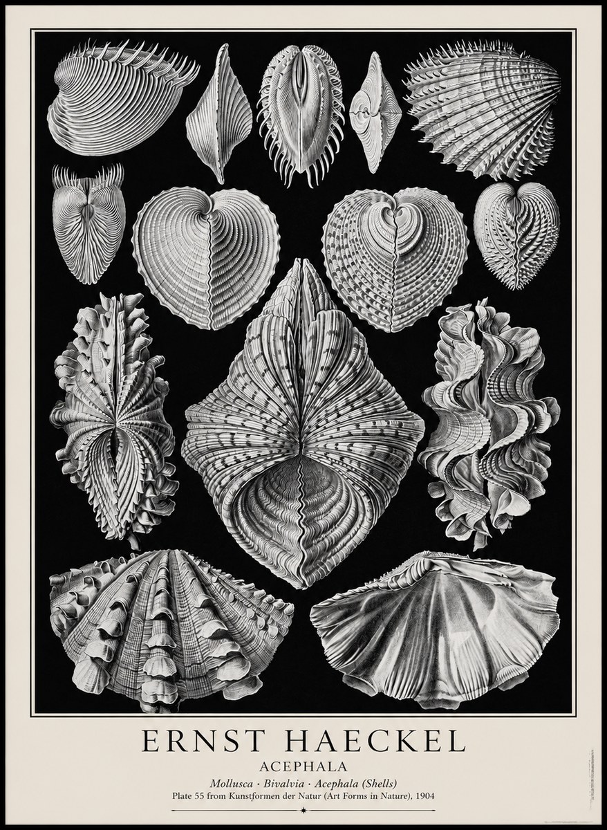 Ernst Haeckel Acephala — Brachiopods Plate 55 — Cytherea. No4 - Plakát