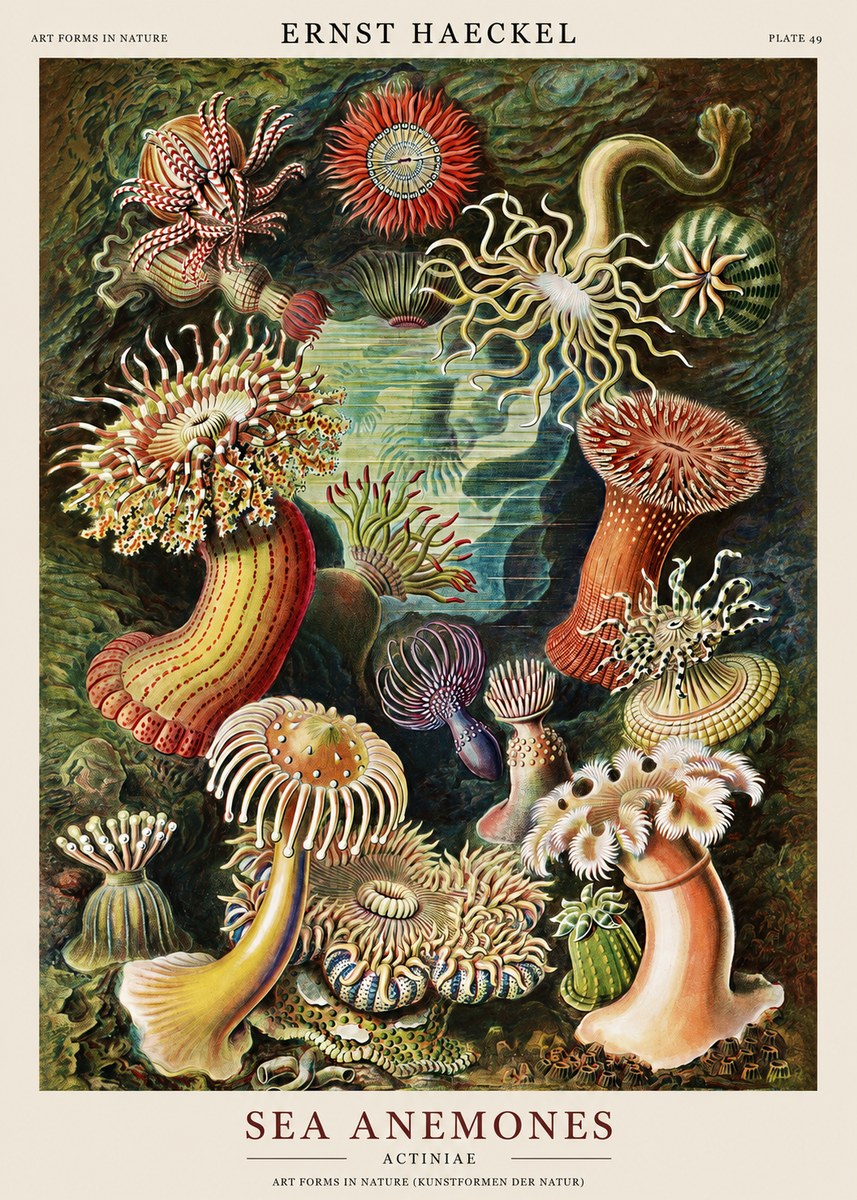 Ernst Haeckel Sea Anemones No1 - Plakát