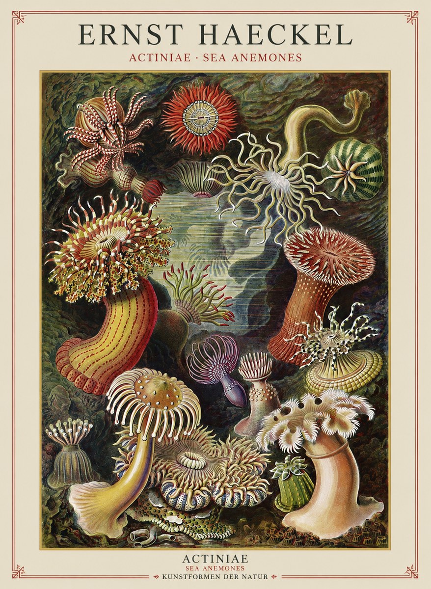 Ernst Haeckel Sea Anemones No2 - Plakát