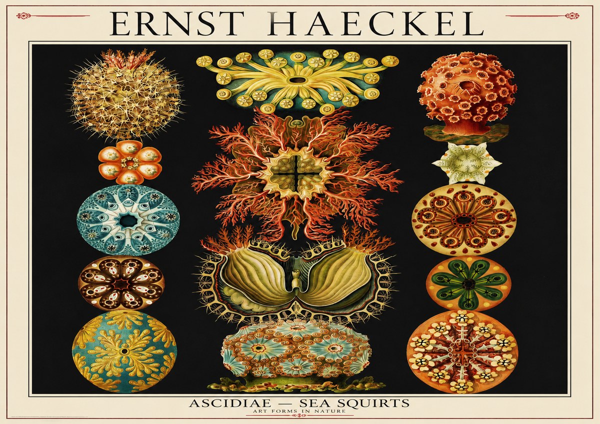 Ernst Haeckel Ascidiae — Sea Squirts No1 - Plakát