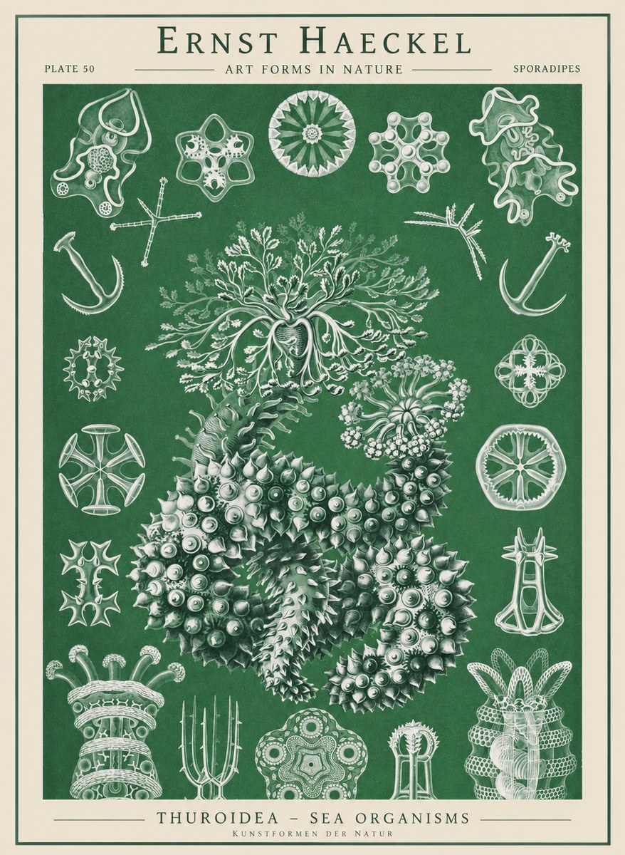 Ernst Haeckel Thuroidea - Sea Organisms No1 - Plakát