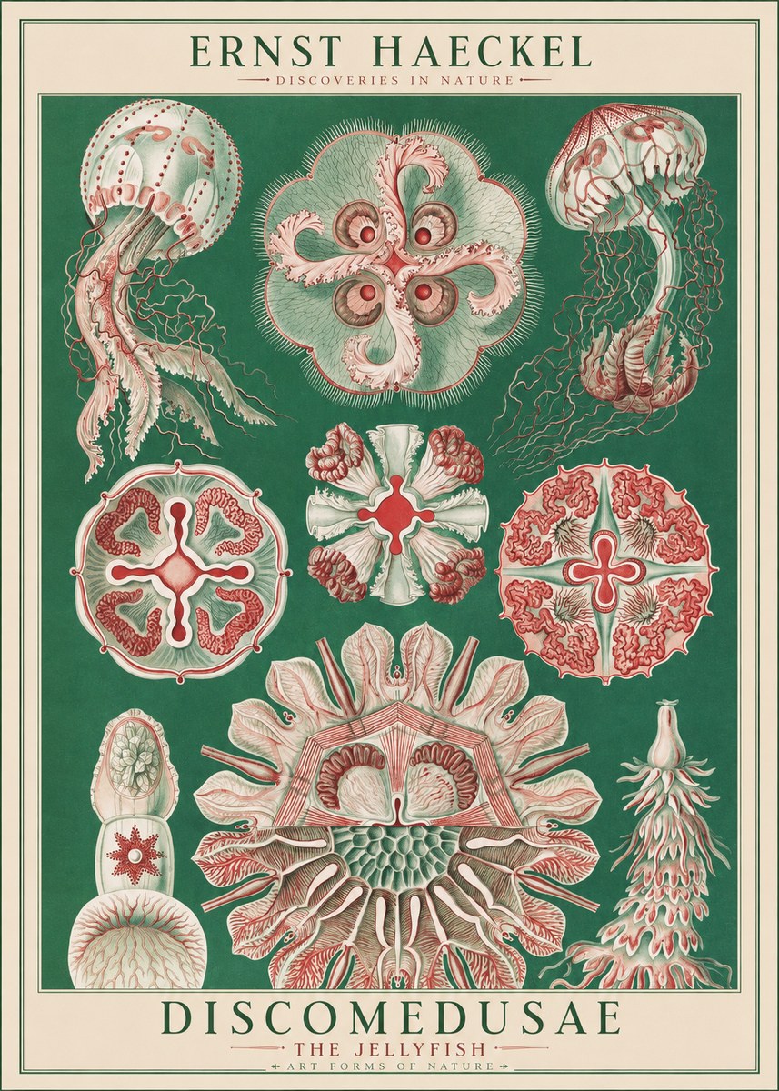 Ernst Haeckel Discomedusae - the Jellyfish No1 - Plakát