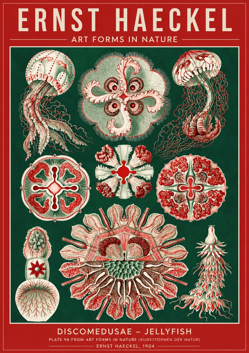 Ernst Haeckel Discomedusae - the Jellyfish No4 - Plakát