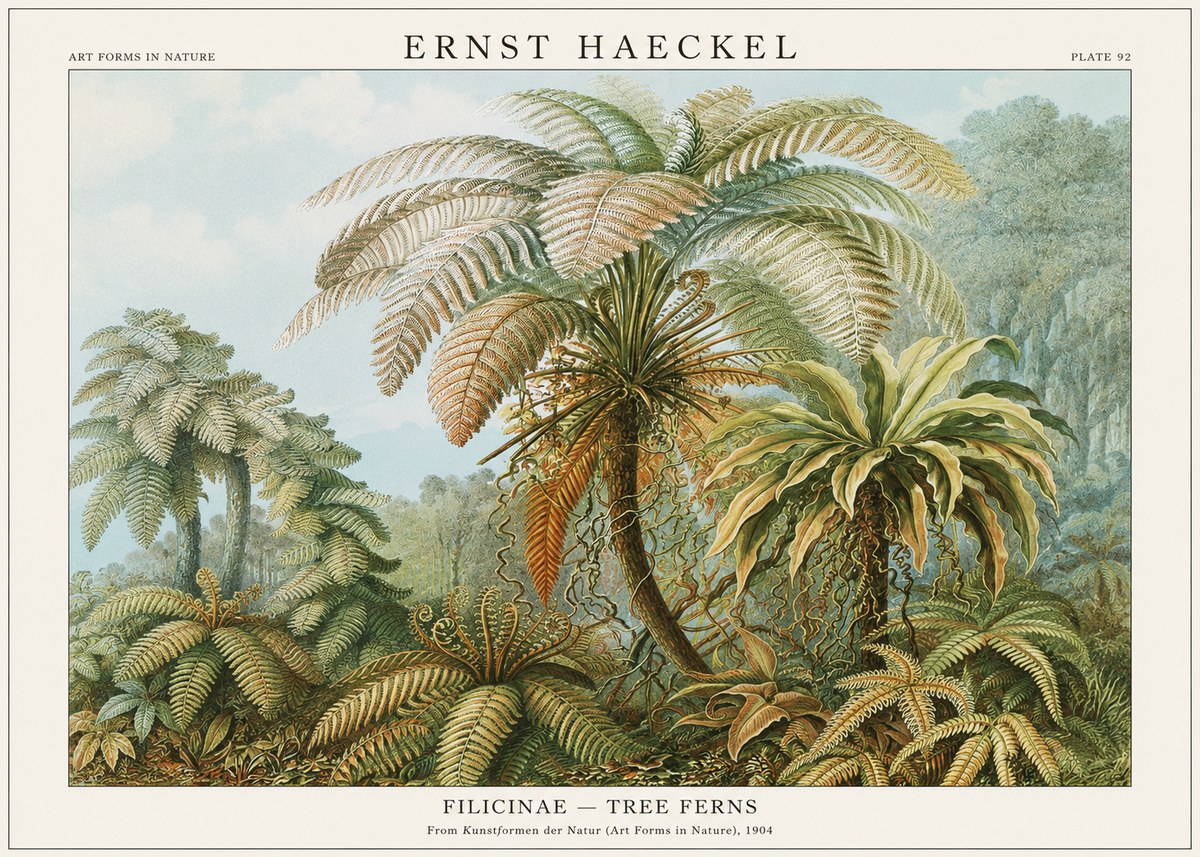 Ernst Haeckel Filicinae – Tree Ferns No1 - Plakát