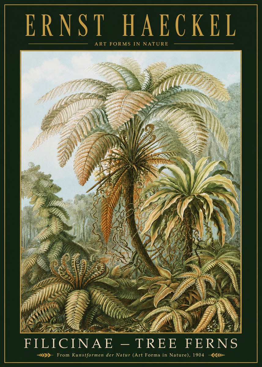 Ernst Haeckel Filicinae – Tree Ferns No2 - Plakát
