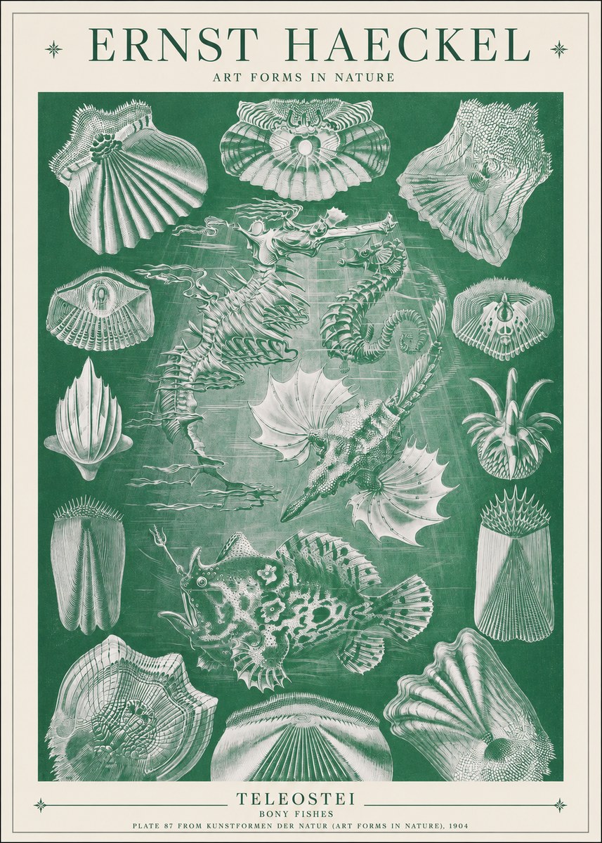 Ernst Haeckel Teleostei - Bony Fishes No1 - Plakát