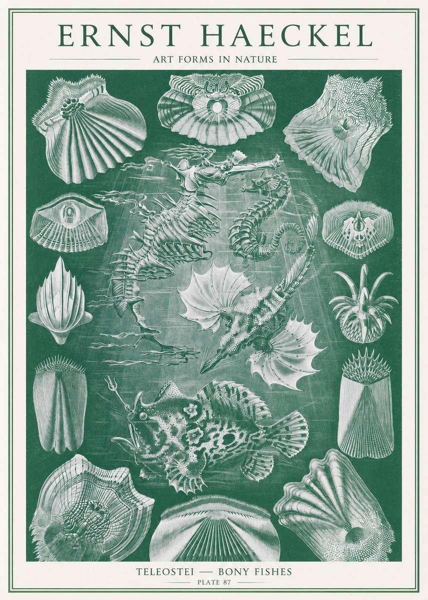 Ernst Haeckel Teleostei - Bony Fishes No2 - Plakát