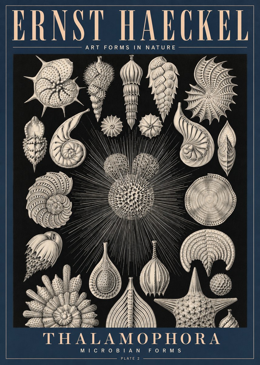 Ernst Haeckel Thalamophora - Microbian Forms - Plate 2 No4 - Plakát