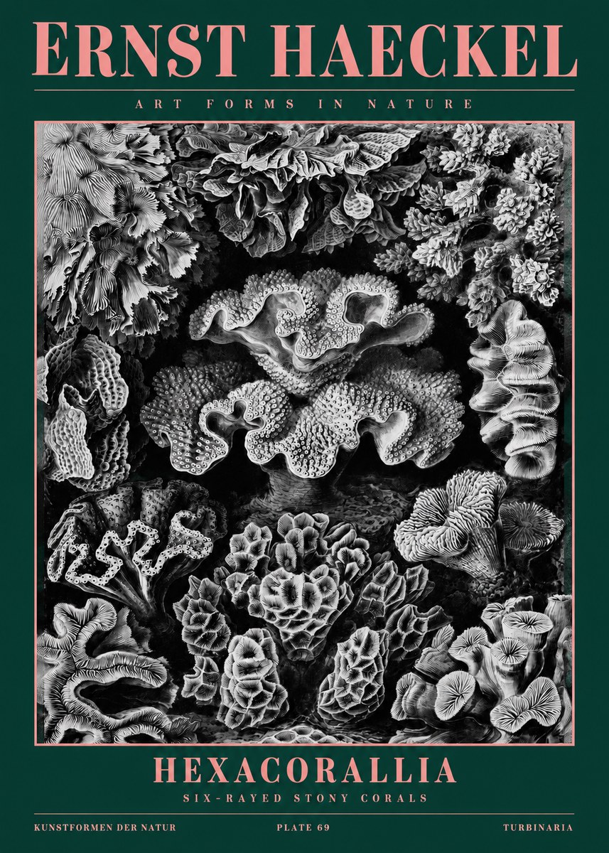 Ernst Haeckel Hexacorallia No2 - Plakát