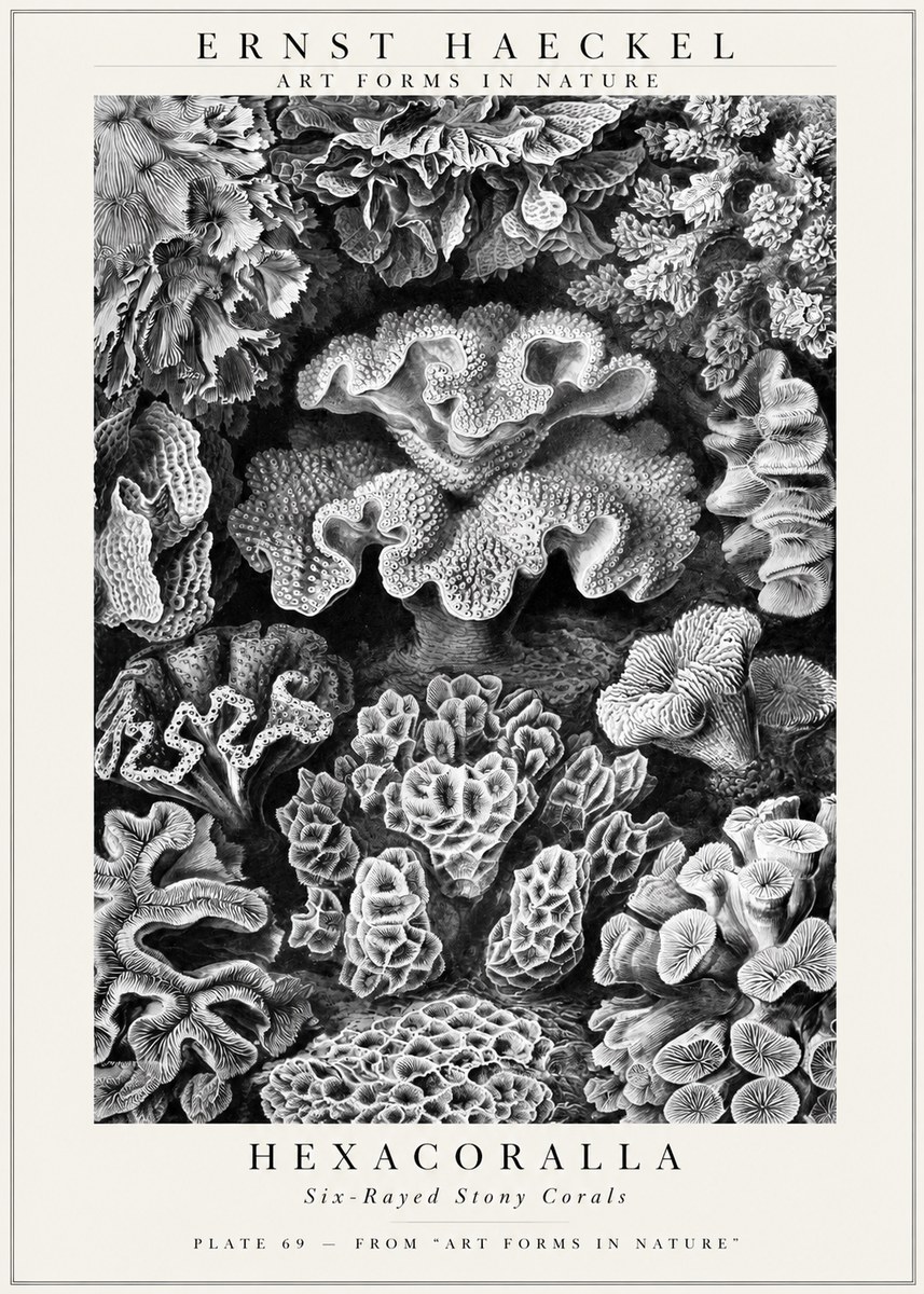 Ernst Haeckel Hexacorallia No3 - Plakát