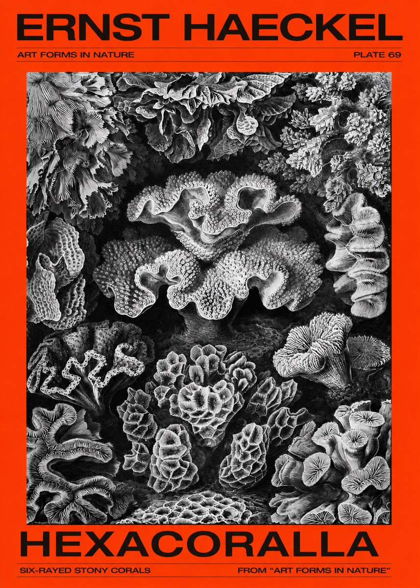 Ernst Haeckel Hexacorallia No4 - Plakát