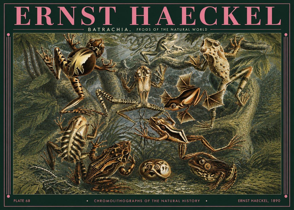 Ernst Haeckel Frogs of the Natural World No3 - Plakát
