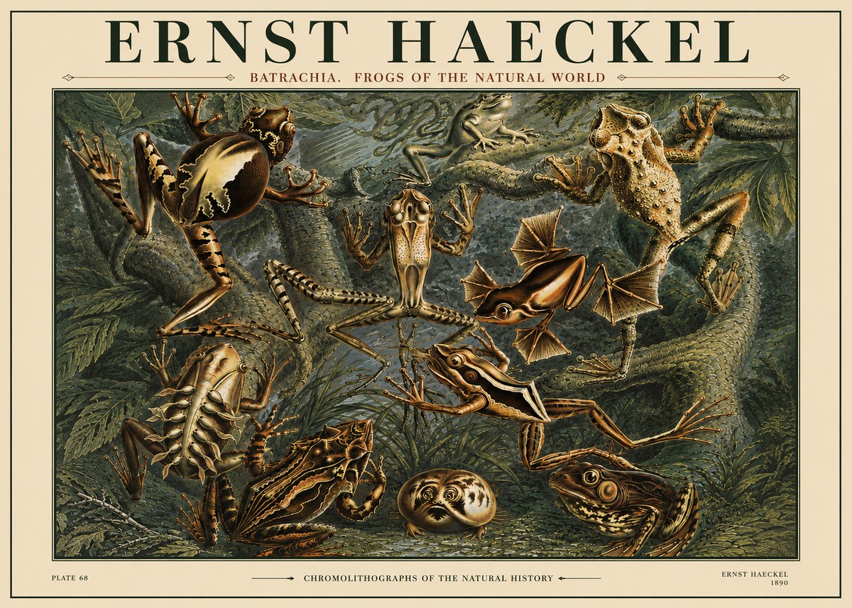 Ernst Haeckel Frogs of the Natural World No4 - Plakát