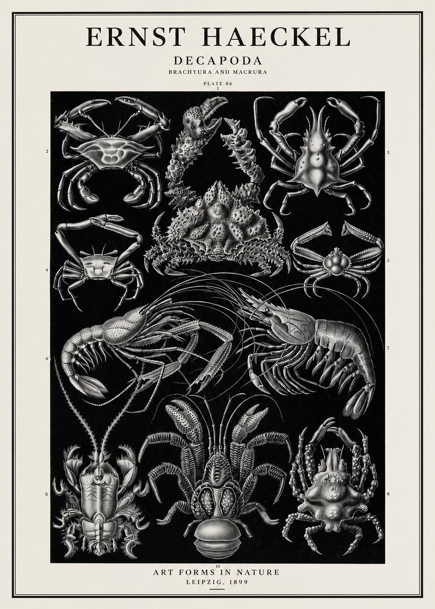 Ernst Haeckel Decapoda Brachyura and Macrura Plate 86 No1 - Plakát