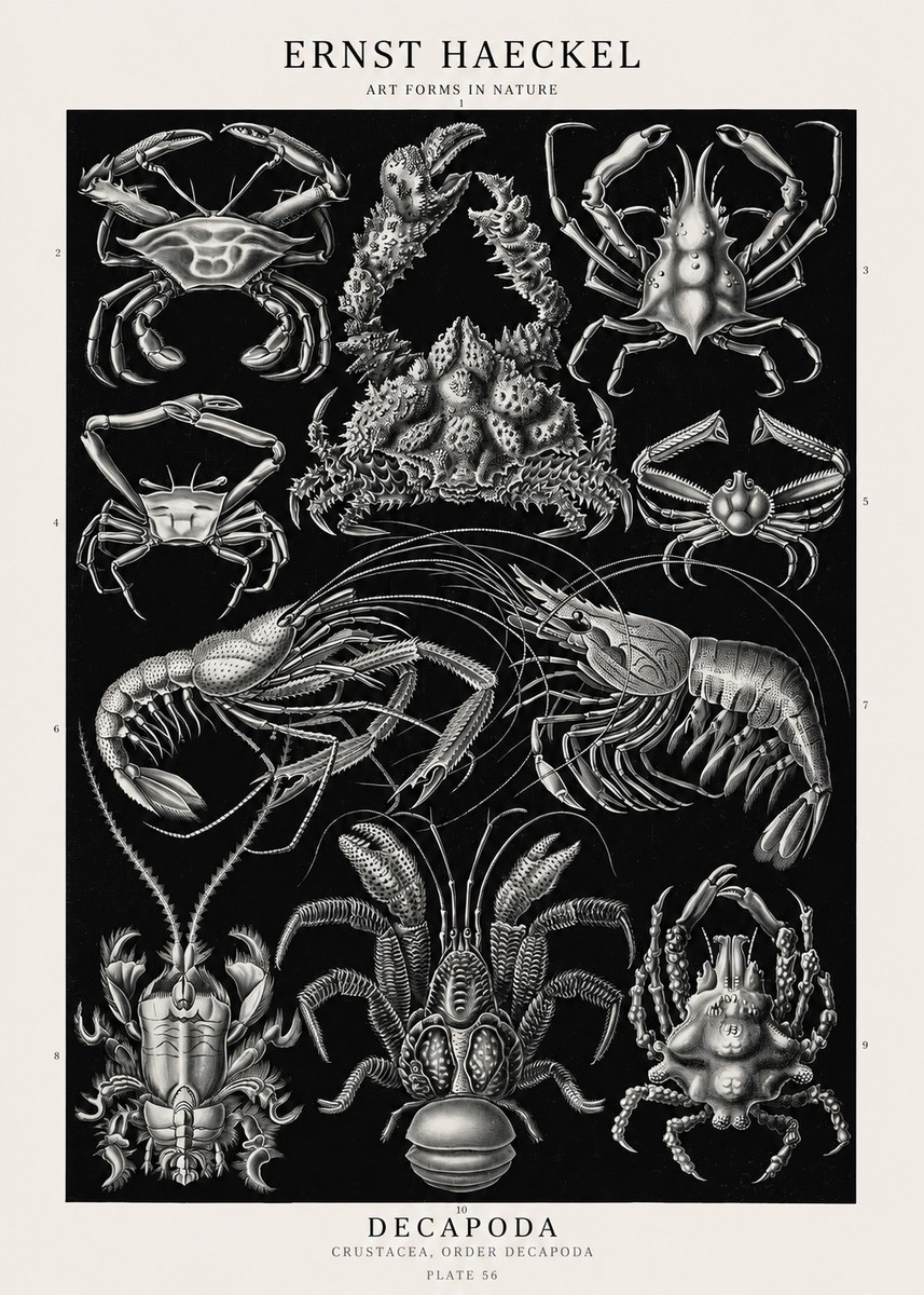 Ernst Haeckel Decapoda Brachyura and Macrura Plate 86 No3 - Plakát