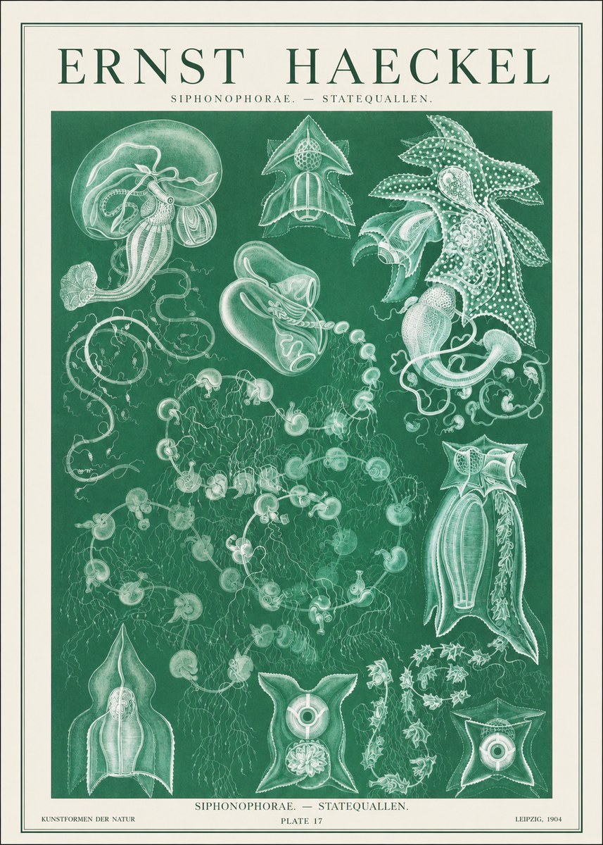 Ernst Haeckel Siphonophorae. — Statequallen. Plate 17 No1 - Plakát