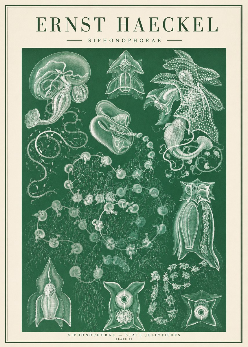 Ernst Haeckel Siphonophorae. — Statequallen. Plate 17 No2 - Plakát