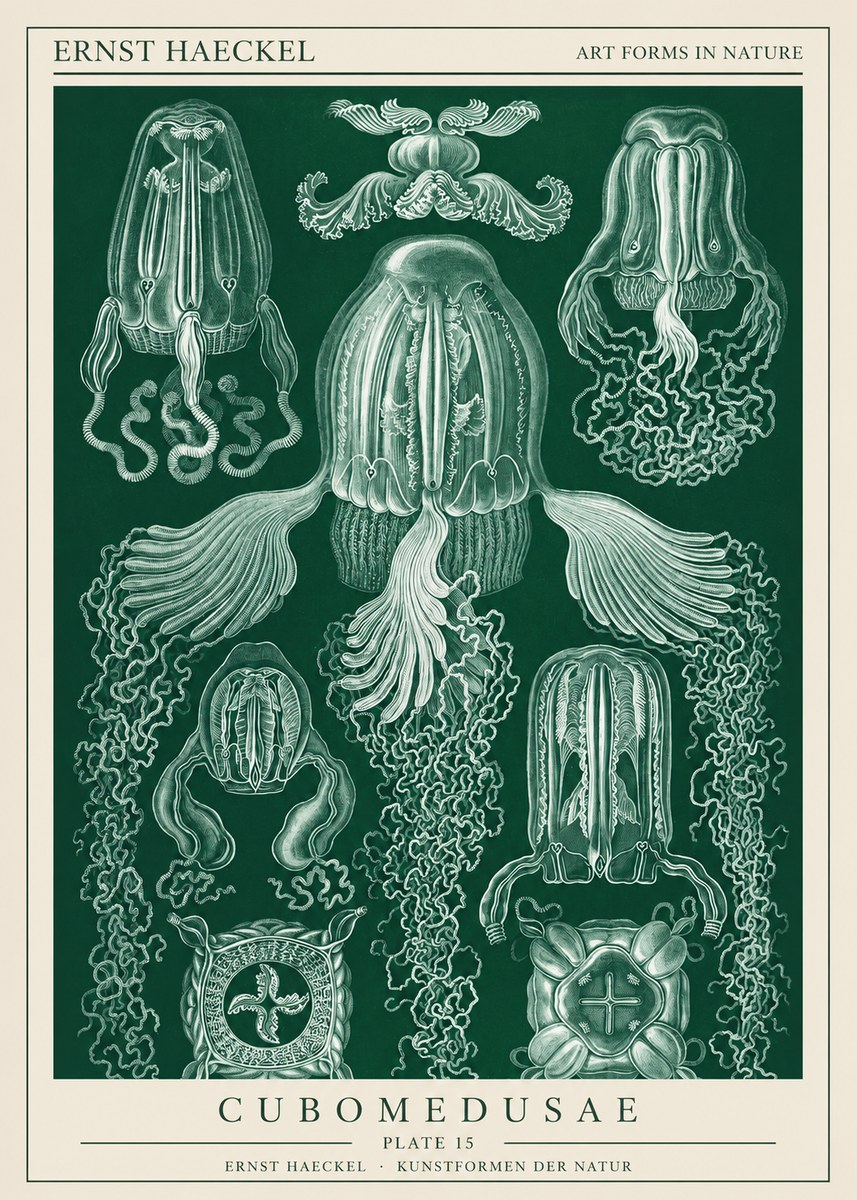 Ernst Haeckel Cubomedusae No1 - Plakát