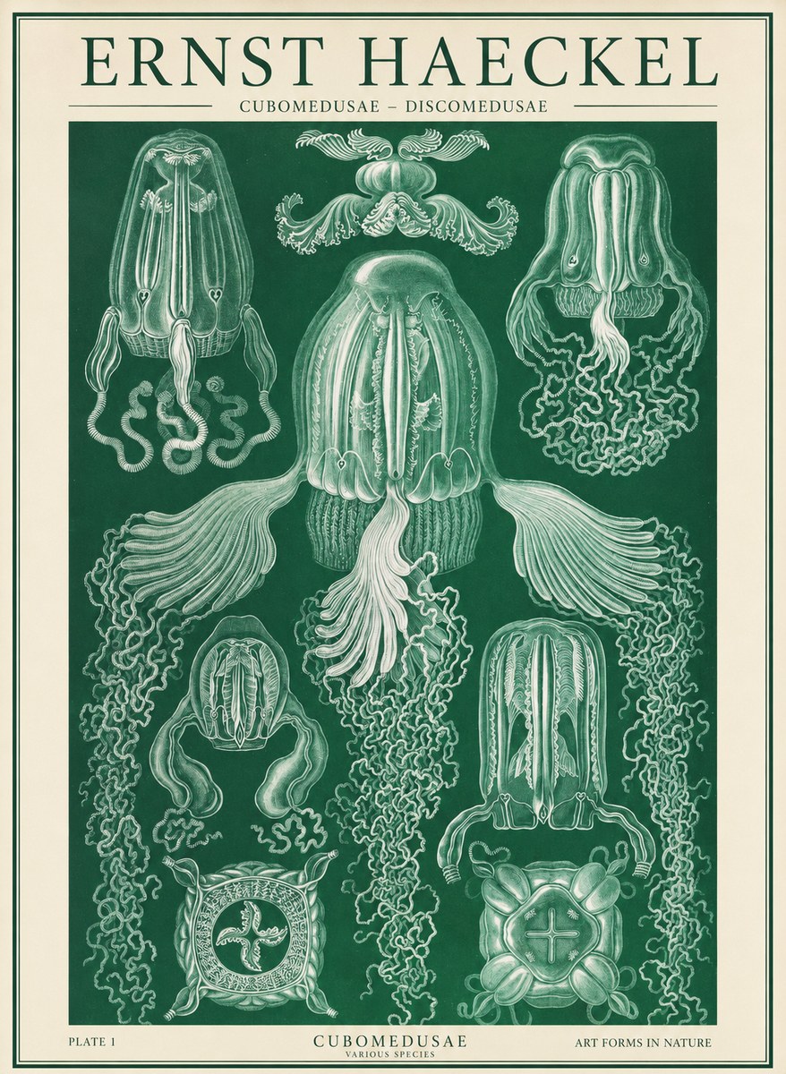 Ernst Haeckel Cubomedusae No2 - Plakát