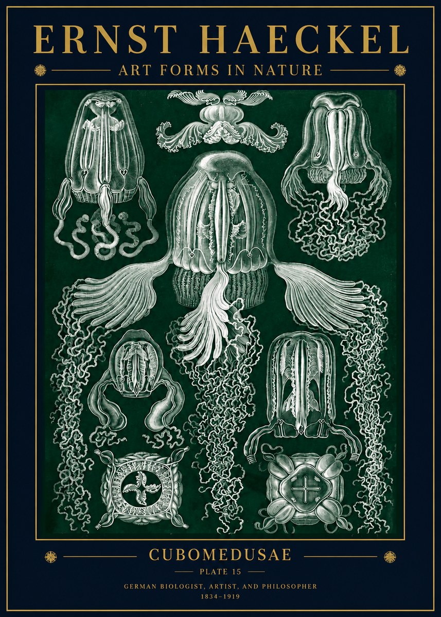 Ernst Haeckel Cubomedusae No5 - Plakát