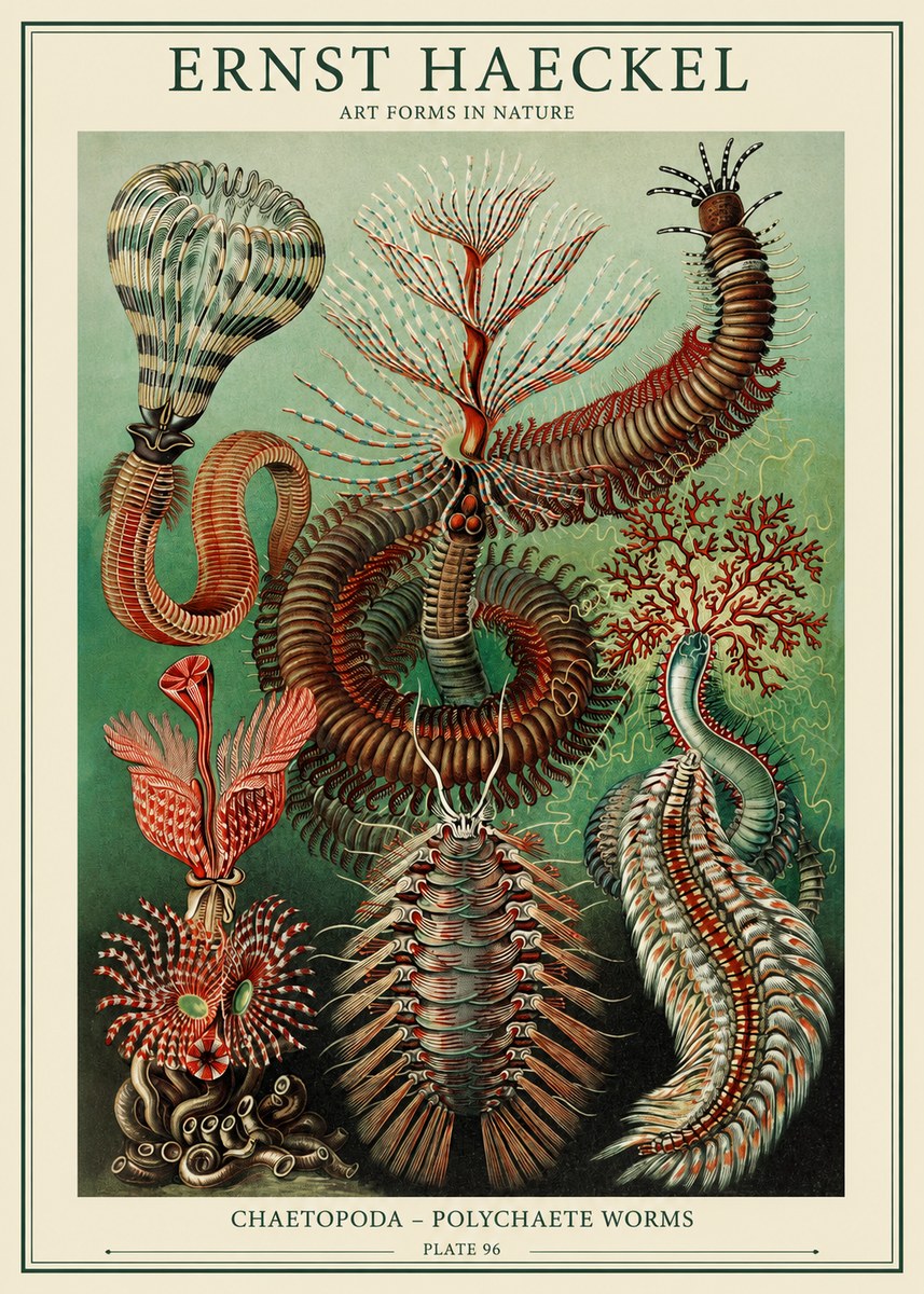 Ernst Haeckel Chaetopoda – Polychaete Worms No1 - Plakát