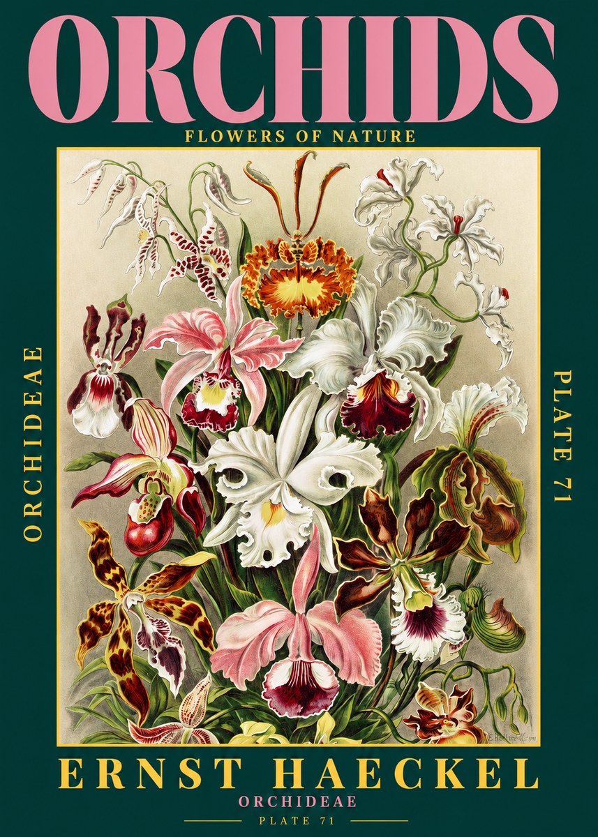 Ernst Haeckel Orchids No2 - Plakát