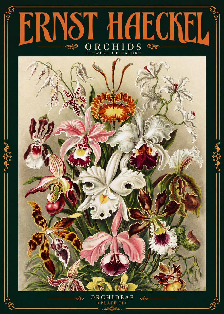 Ernst Haeckel Orchids No4 - Plakát