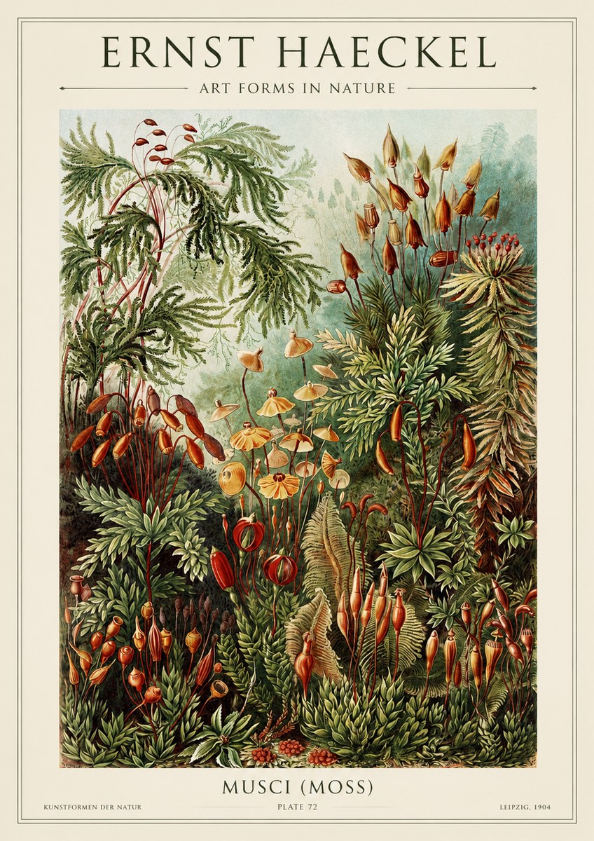 Ernst Haeckel Musci (Moss) No1 - Plakát