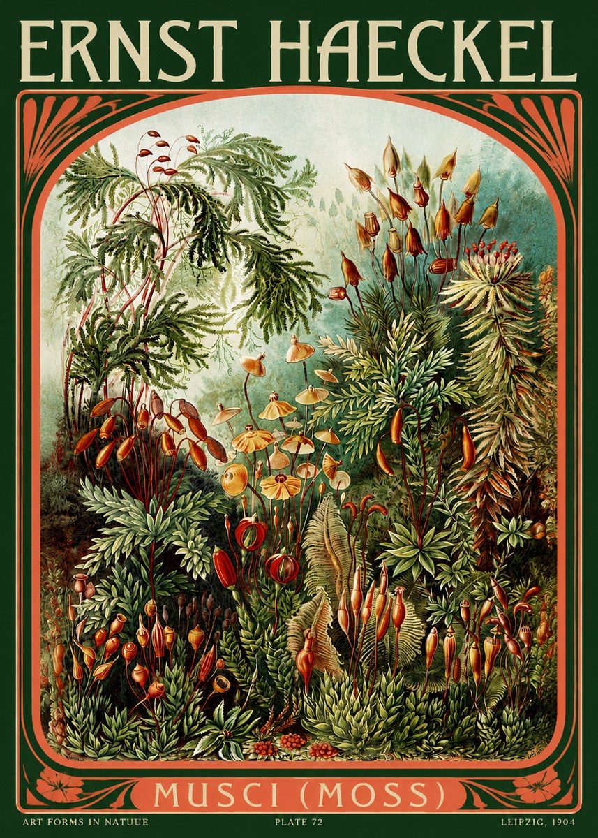 Ernst Haeckel Musci (Moss) No2 - Plakát