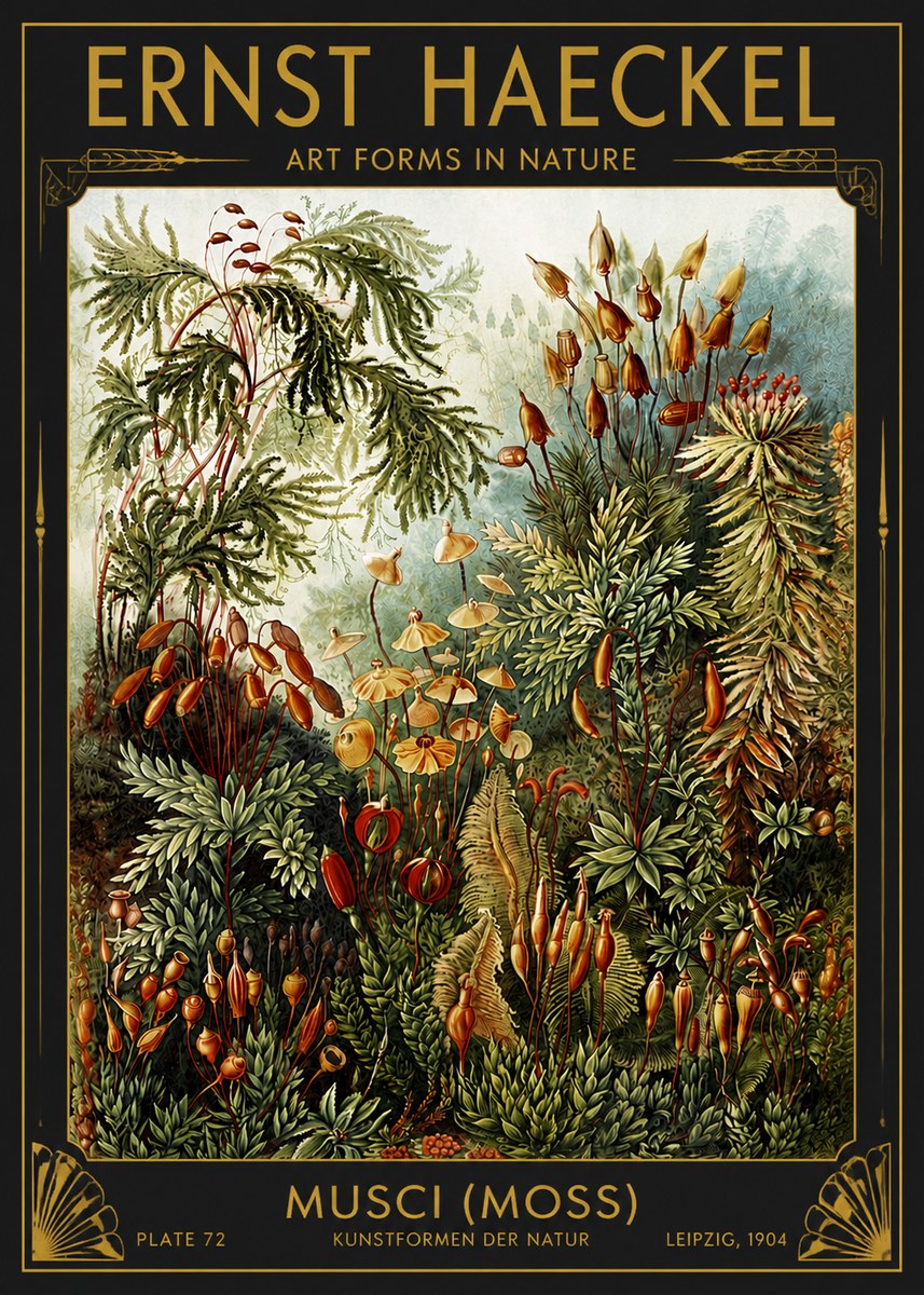 Ernst Haeckel Musci (Moss) No4 - Plakát