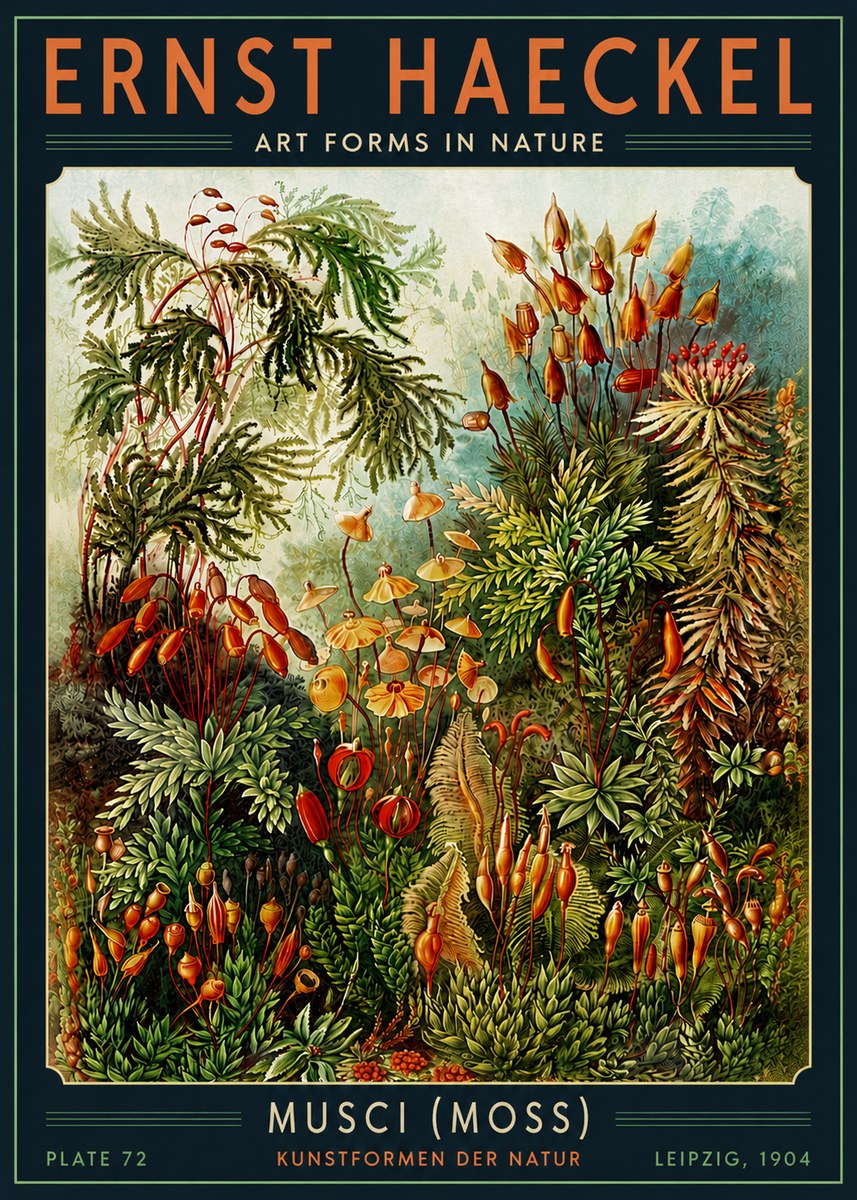 Ernst Haeckel Musci (Moss) No5 - Plakát